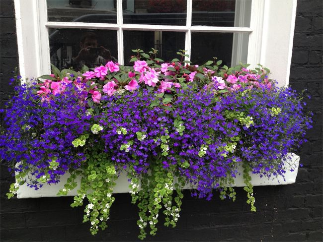 fc474b5d02d4481fc1a451711651baa5--flower-boxes-window-window-boxes