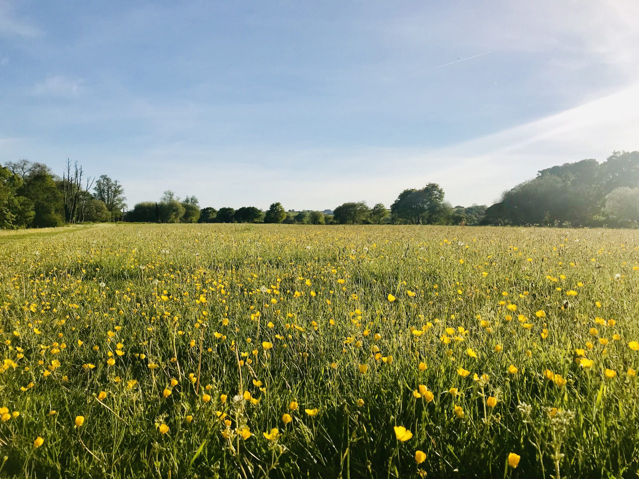 Buttercups – May 19