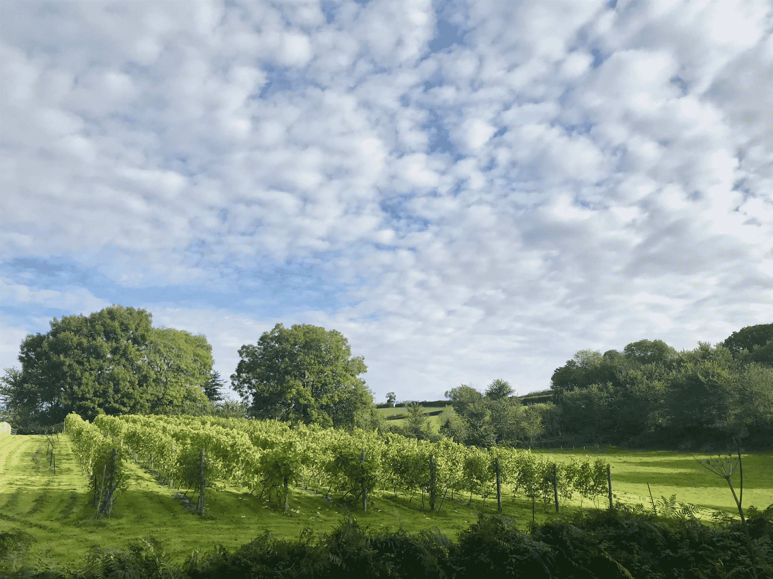 Tipton Vale (Crop) – Oct 19